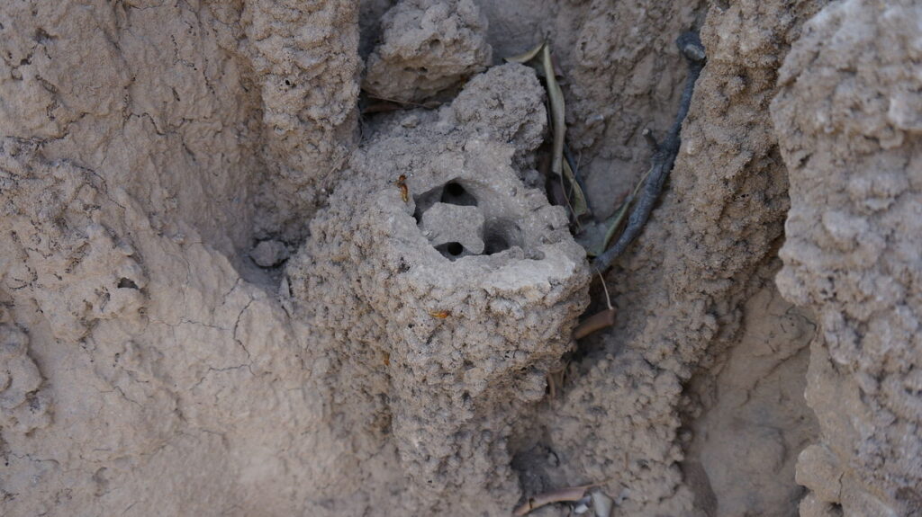 Termitenbau, aufgehackt mit einer Machete